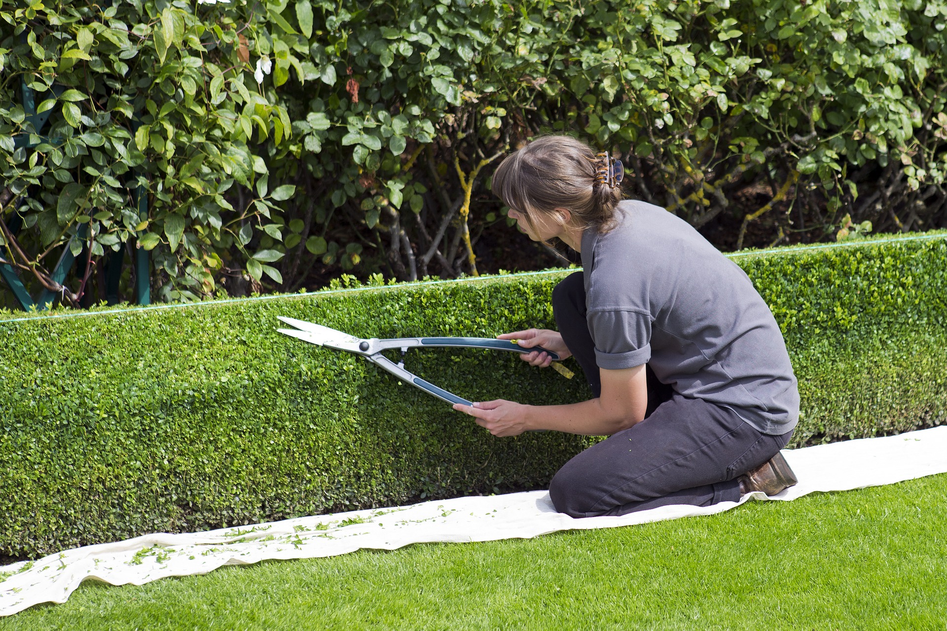 Wie man eine Hecke trimmt