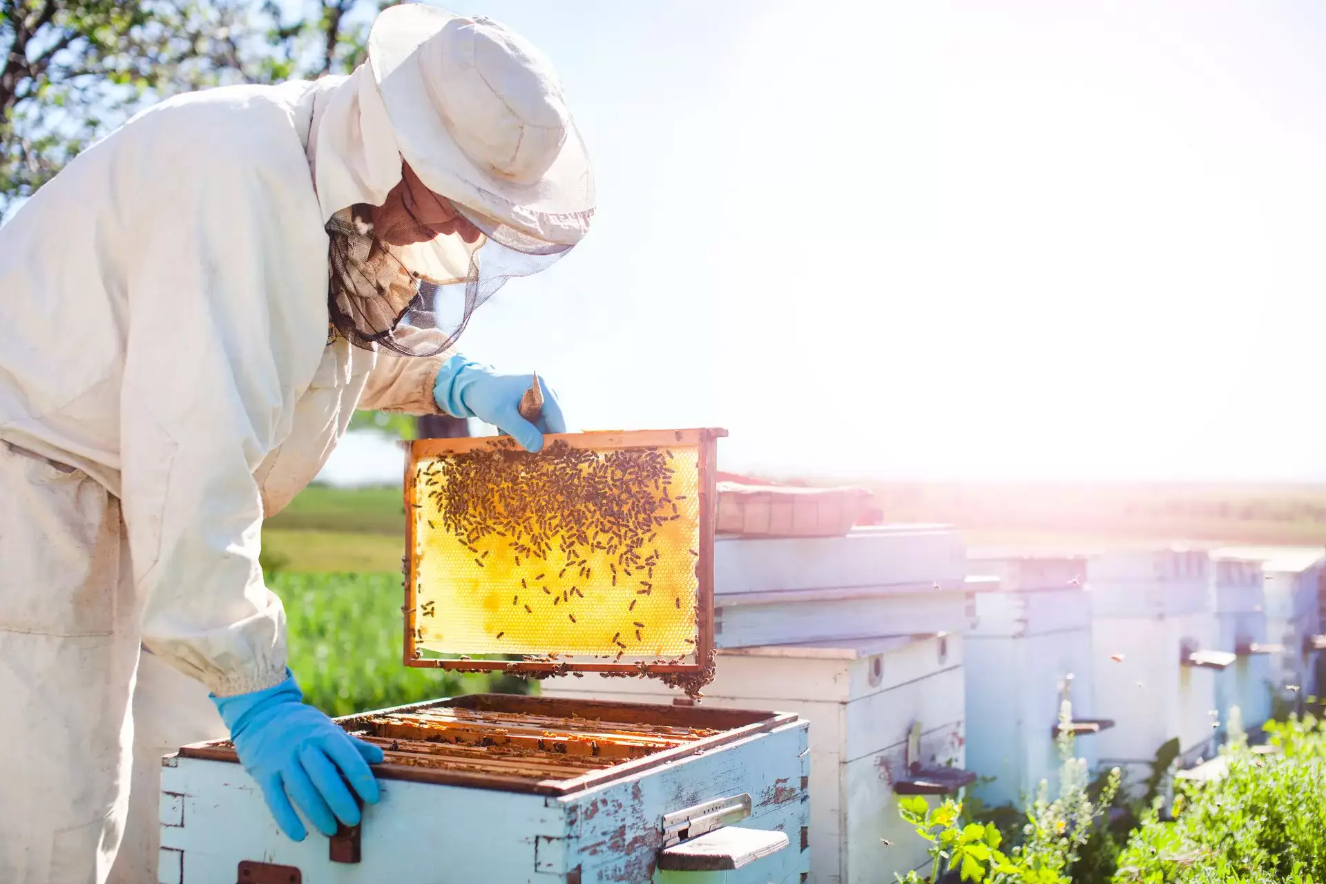 Wie viel Honig aus dem Bienenstock