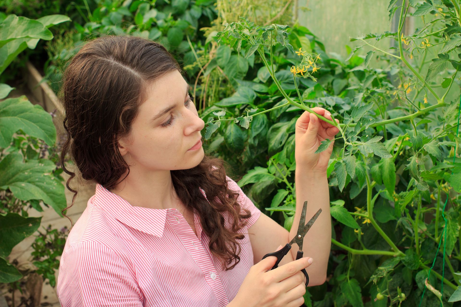 Tomaten belegen