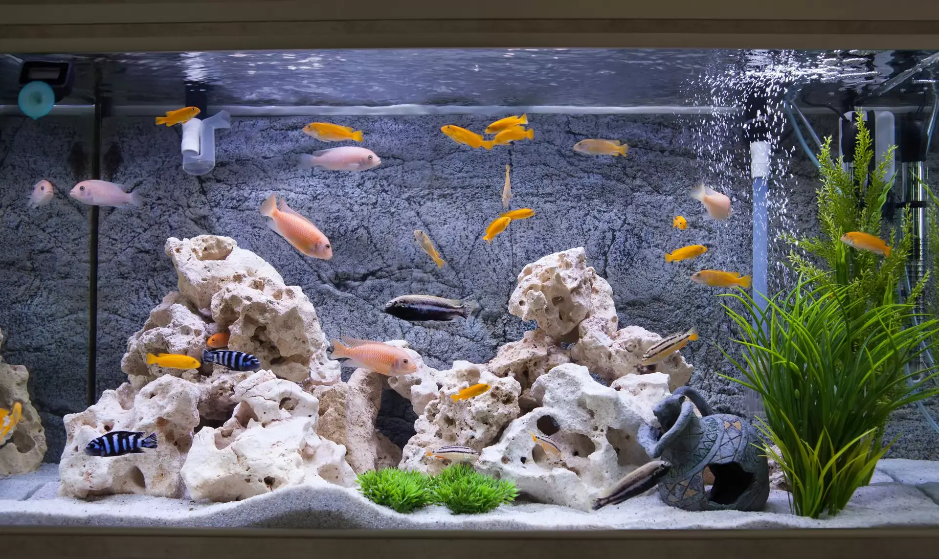 Jak urządzić akwarium, czyli poradnik o tym, co zrobić, żeby Twoje rybki poczuły się jak ryba w wodzie