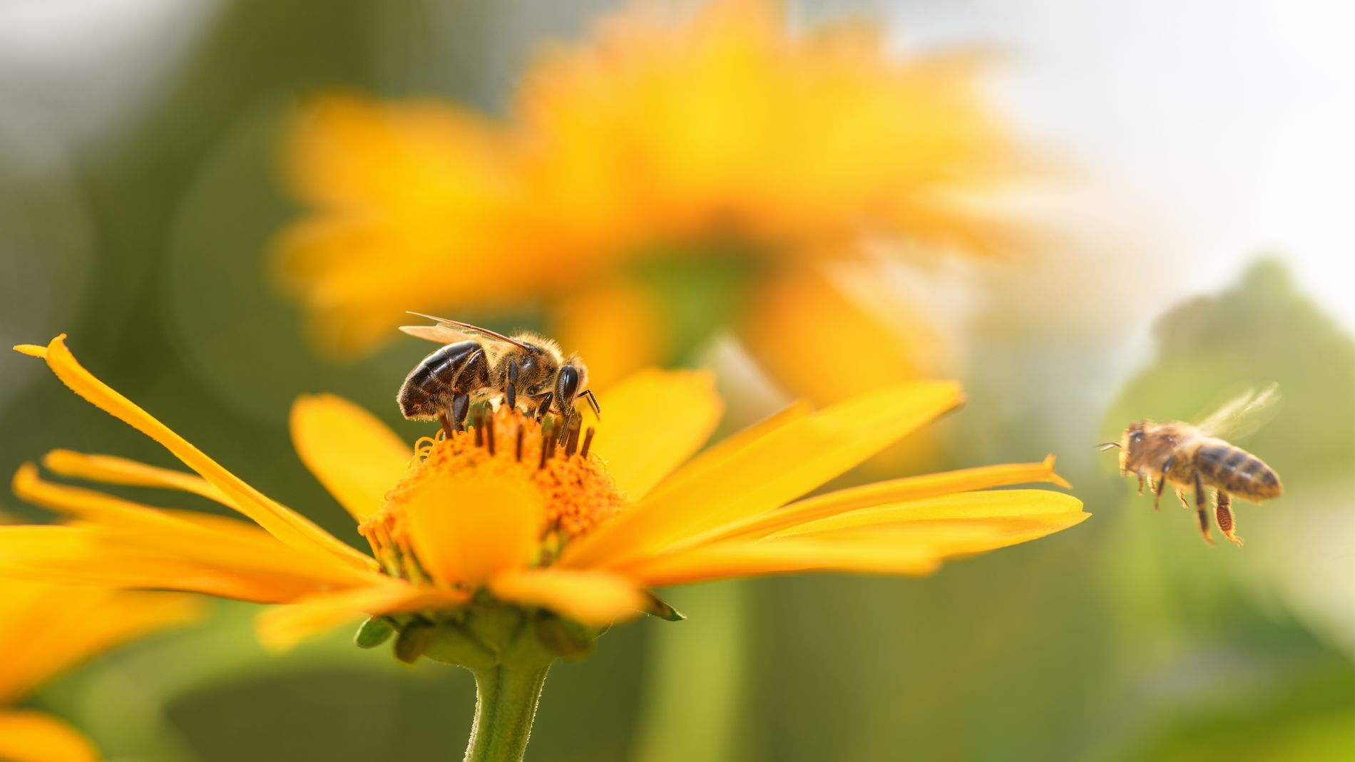 Bienengarten