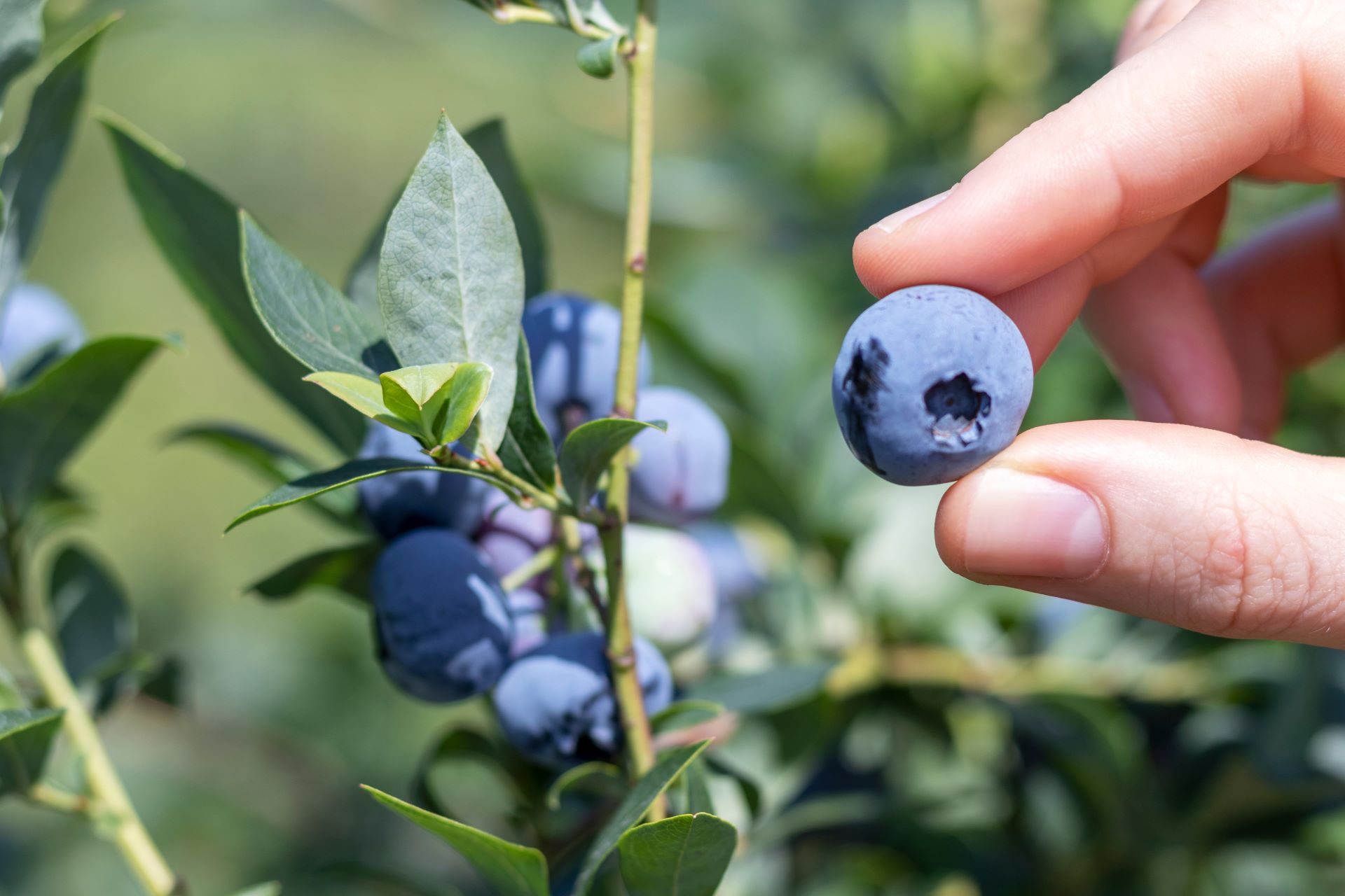 Anpflanzung von Blaubeeren