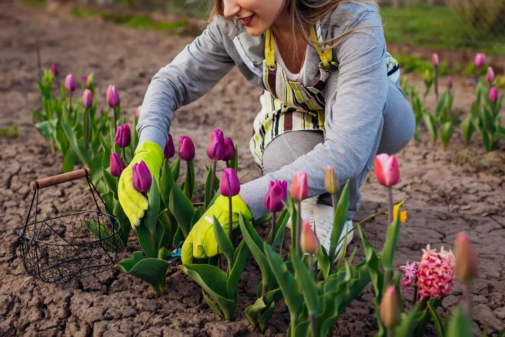 Sadzenie tulipanów &#8211; kiedy, gdzie i jak je posadzić?