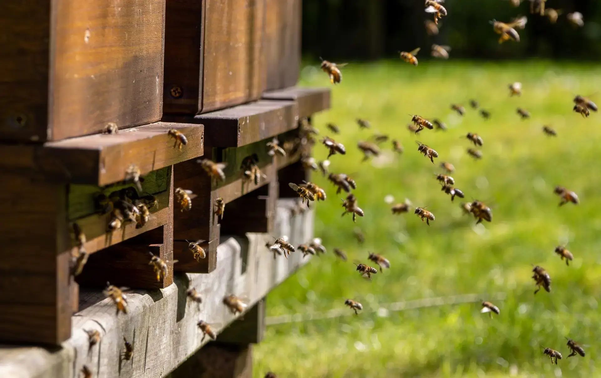 Choroby pszczół &#8211; jak je rozpoznać i zwalczyć?