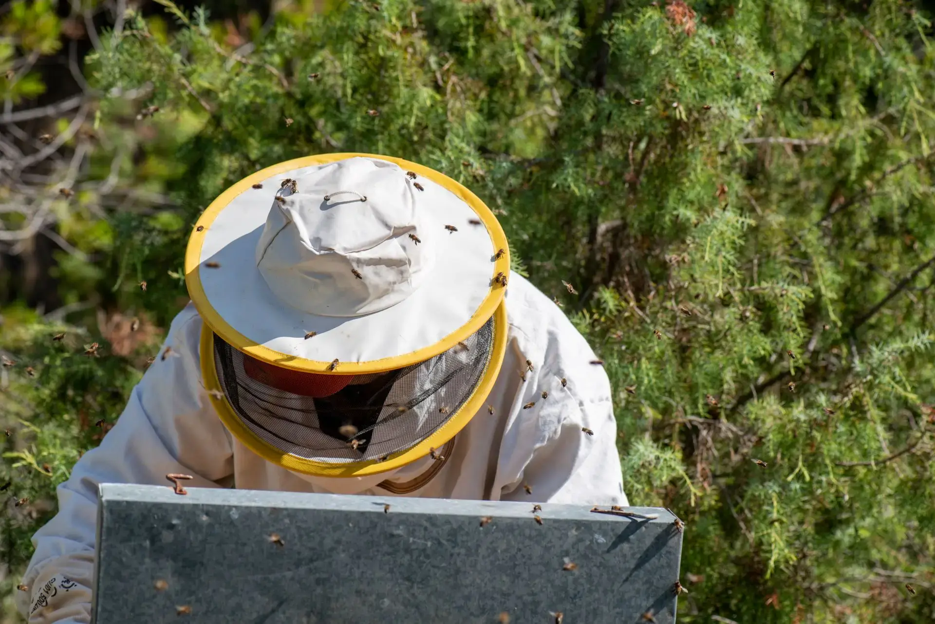 Strój pszczelarza &#8211; jak uchronić się przed użądleniem pszczół?