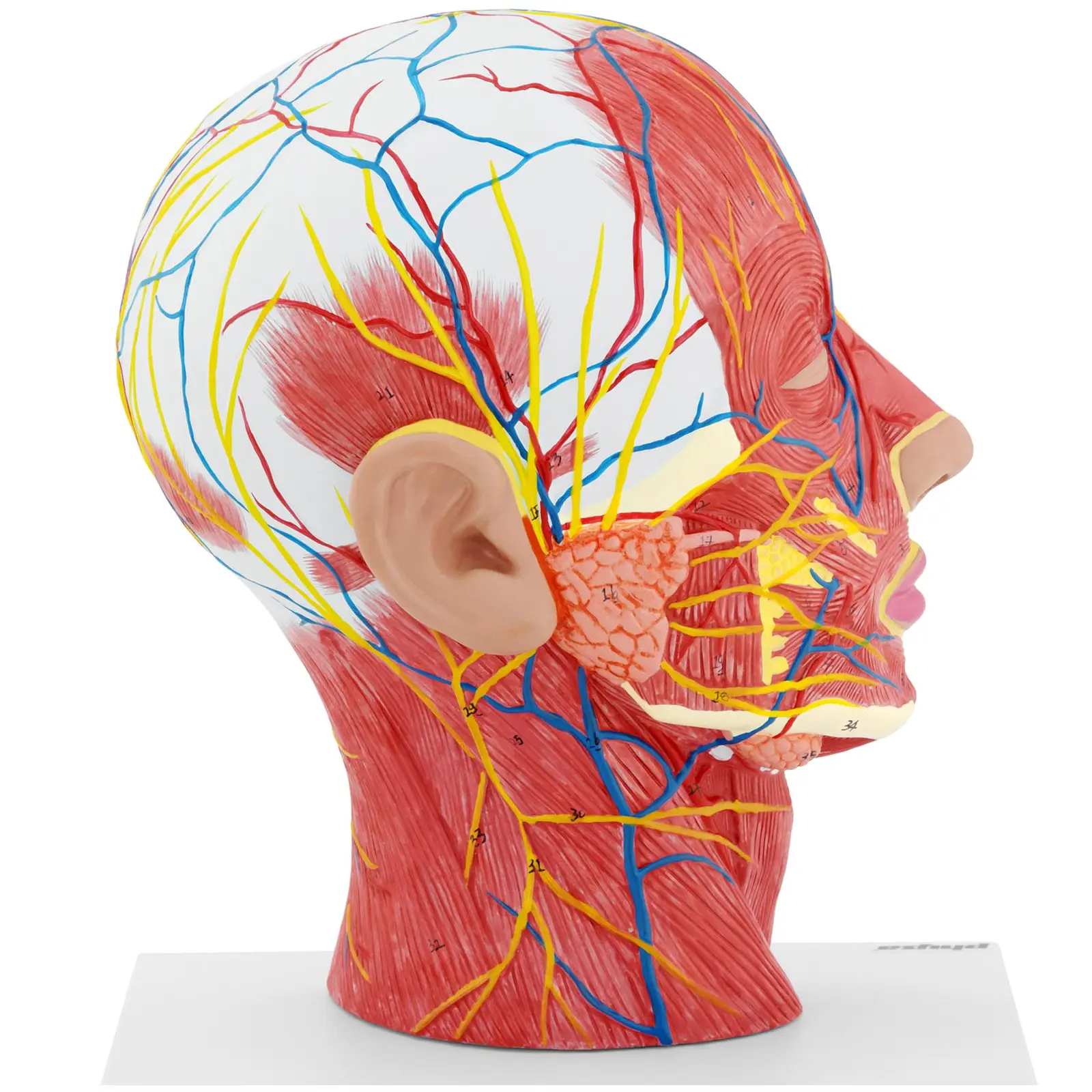 Głowa i szyja - model anatomiczny