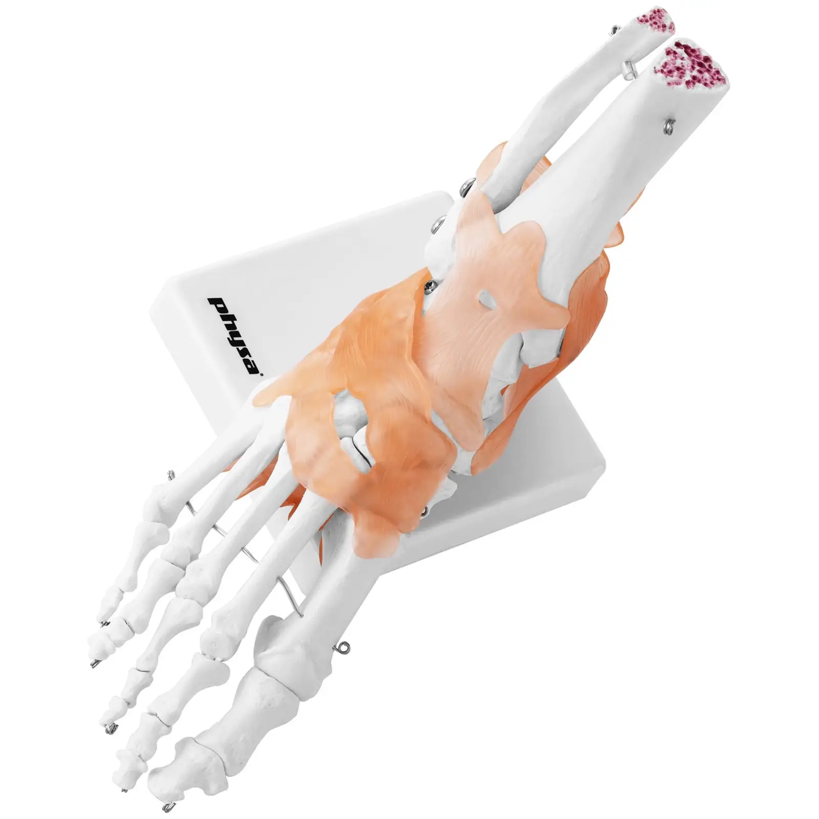 Staw skokowy - z więzadłami - model anatomiczny