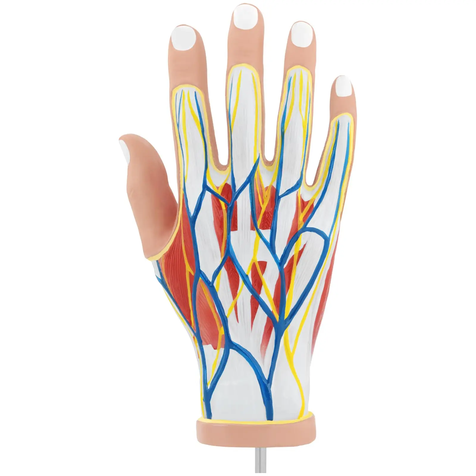 Dłoń - model anatomiczny