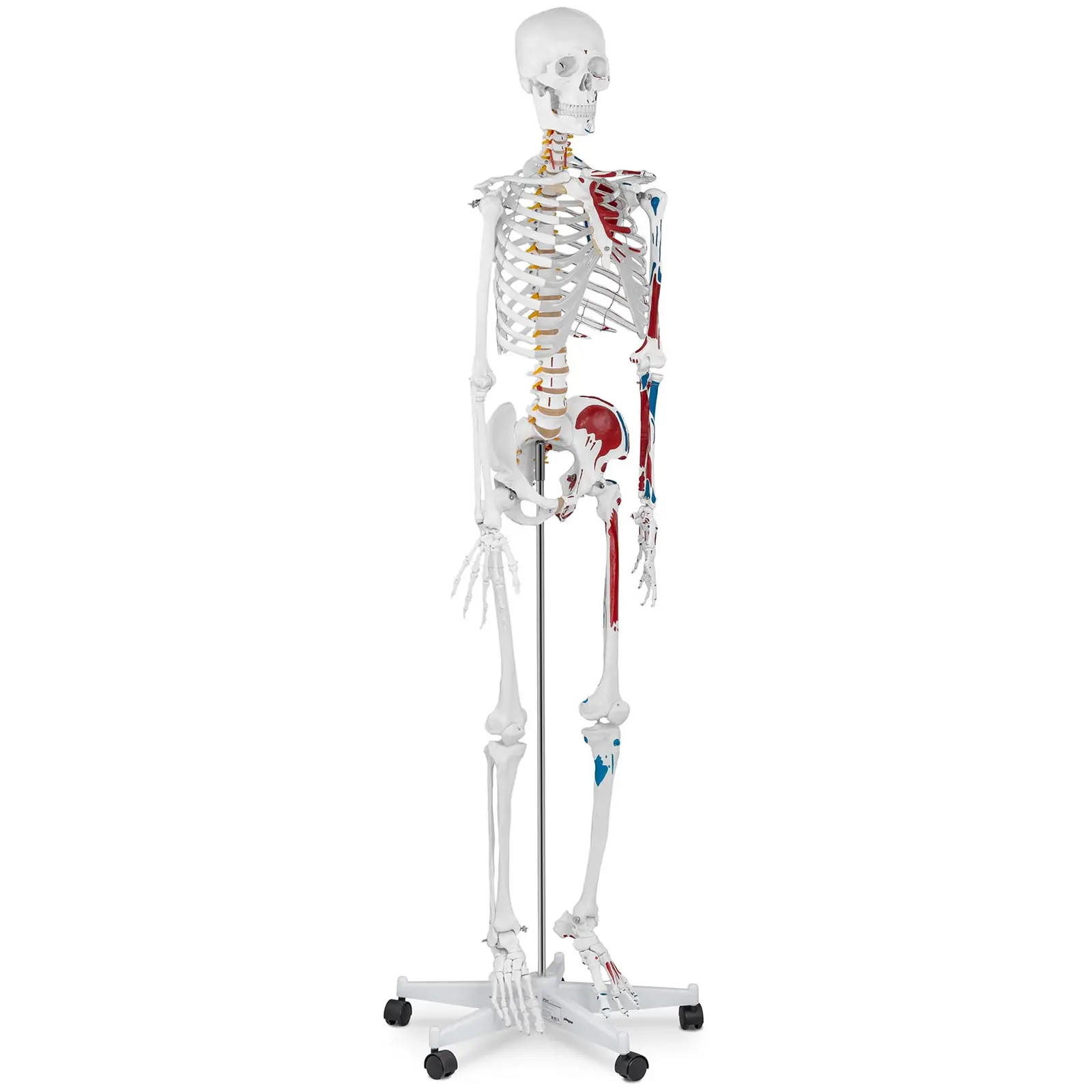 Model szkieletu - naturalnej wielkości - kolorowy