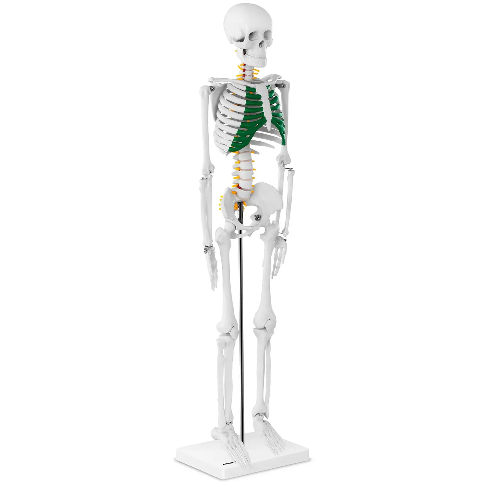 Outlet Szkielet człowieka - model anatomiczny - 85 cm