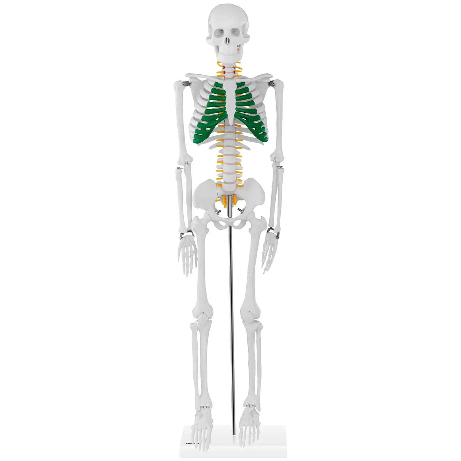 Szkielet człowieka - model anatomiczny - 85 cm