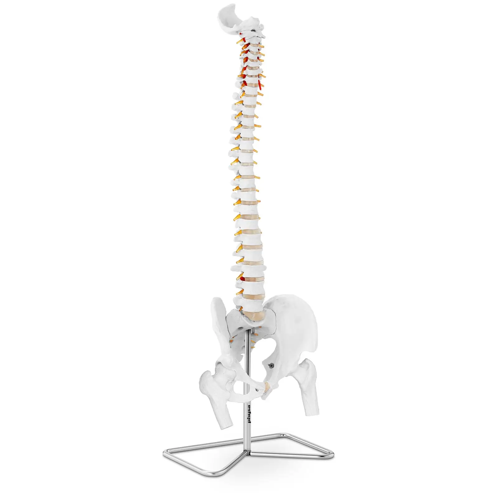 Kręgosłup z miednicą męską - 86 cm - model anatomiczny