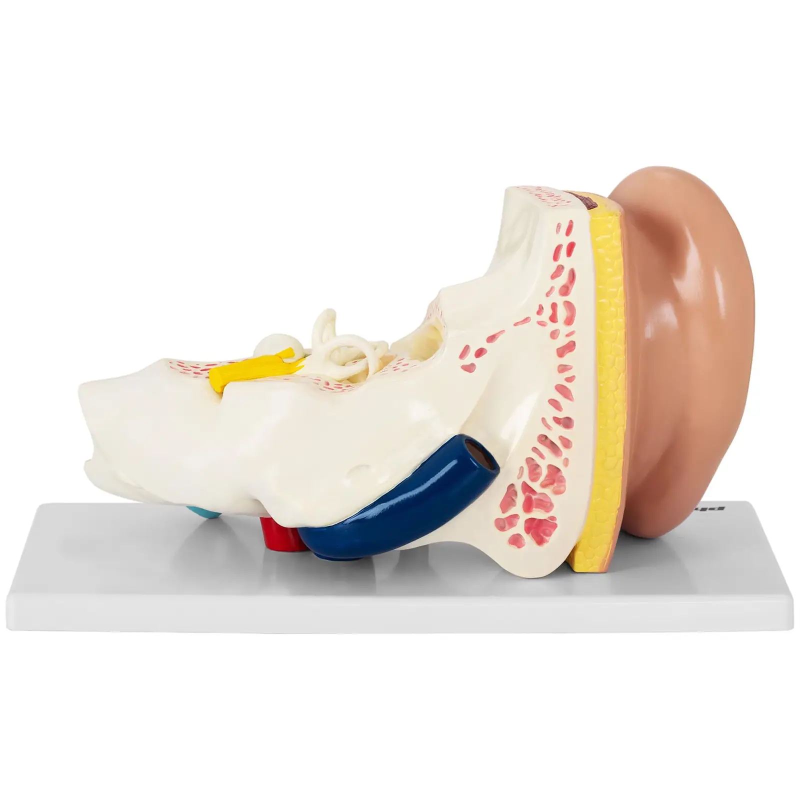 Ucho - model anatomiczny