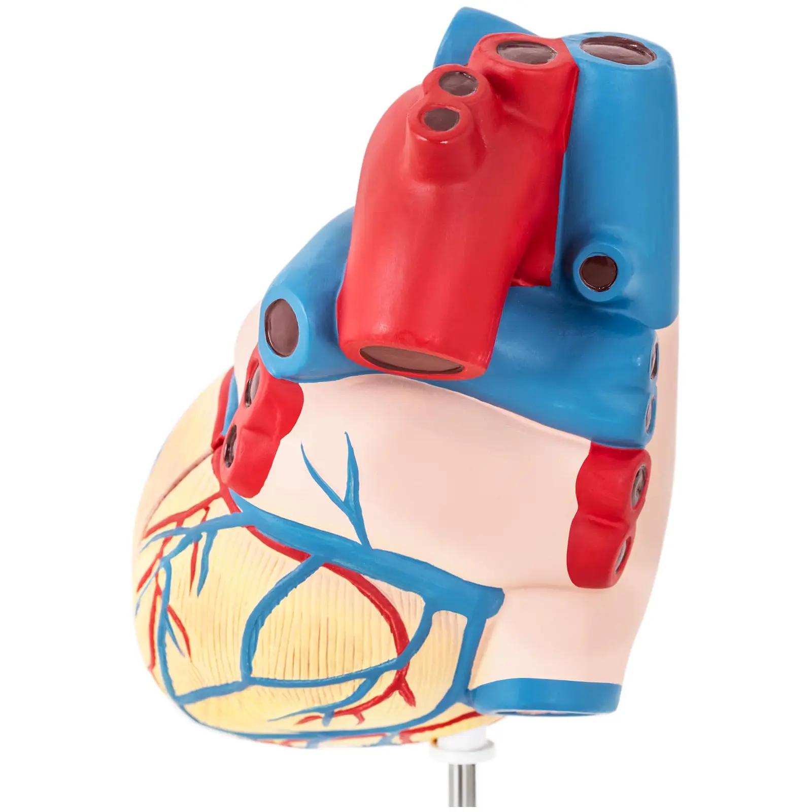 Serce - model anatomiczny