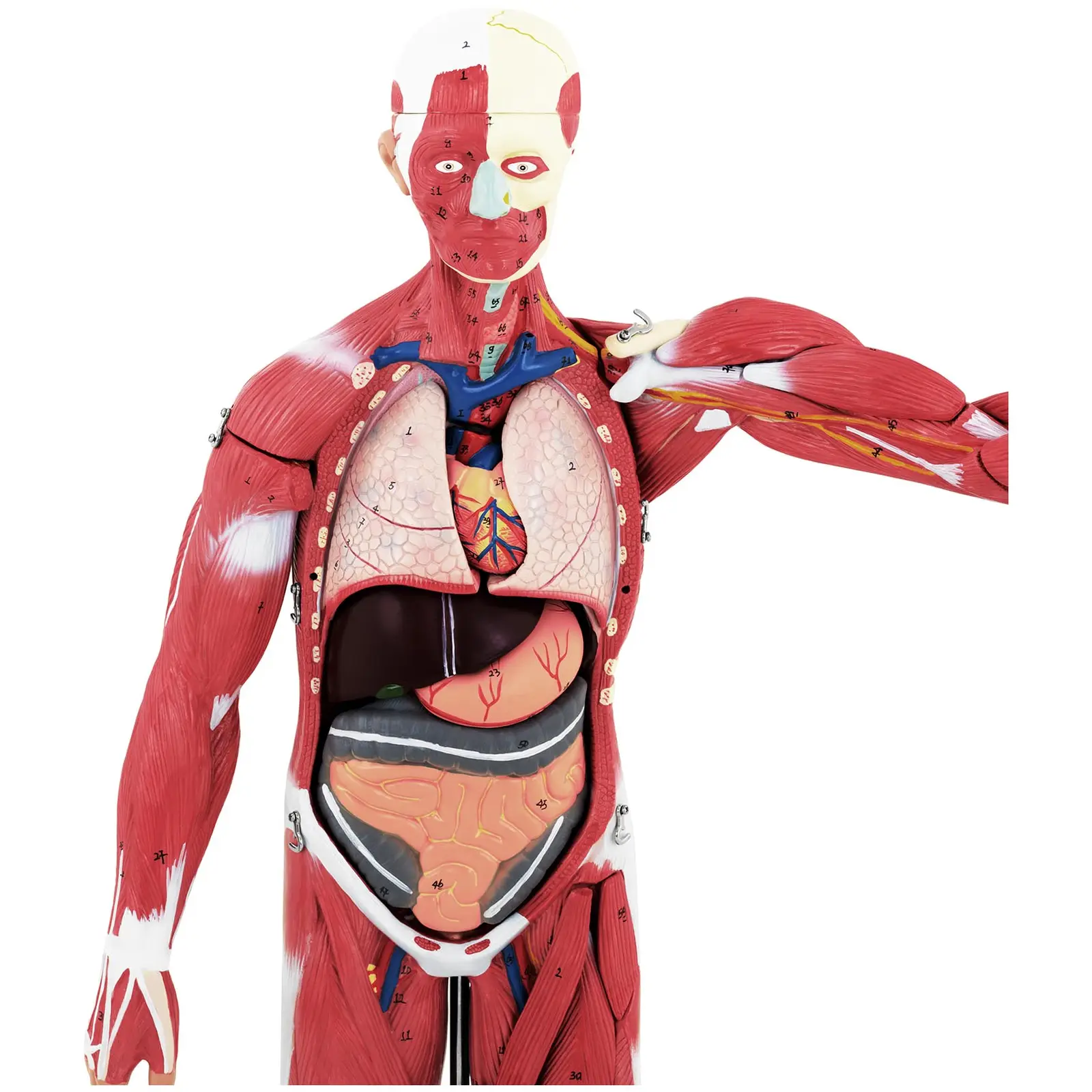 Ciało człowieka - 76 cm - model anatomiczny
