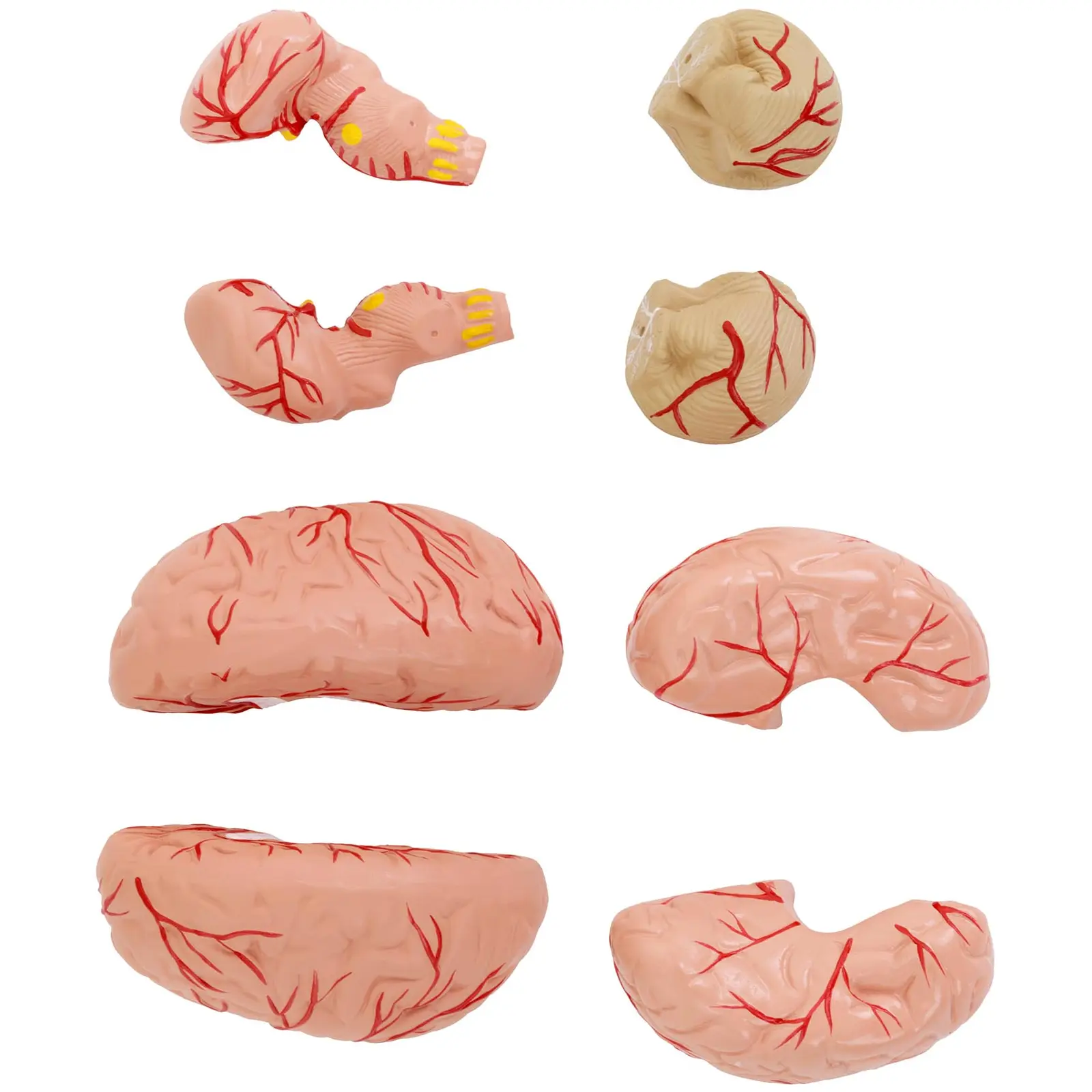 Czaszka człowieka - mózg - model anatomiczny