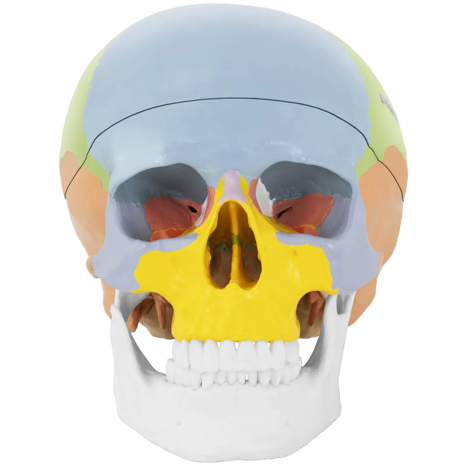 Czaszka człowieka - model anatomiczny - kolorowy