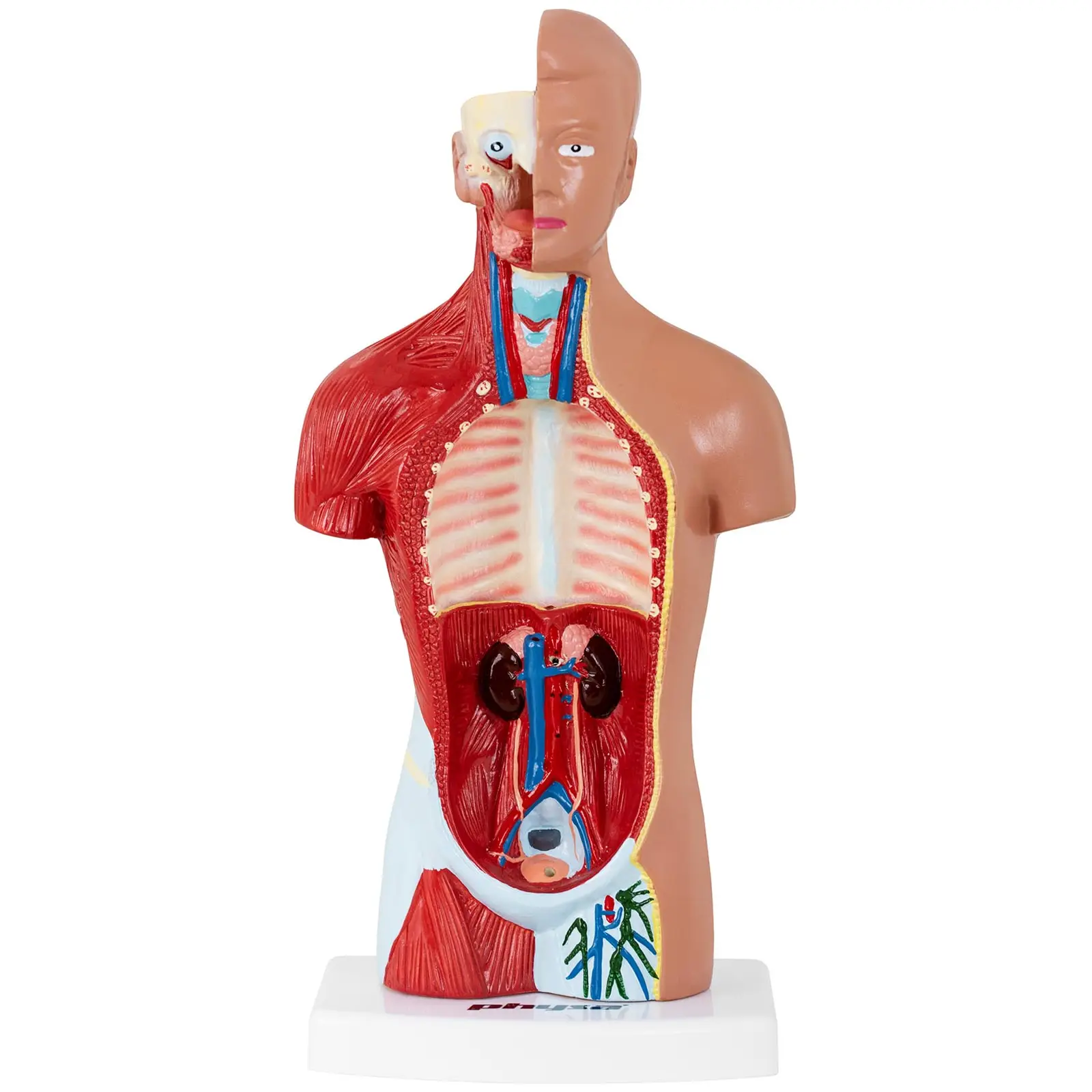 Tułów człowieka - model anatomiczny