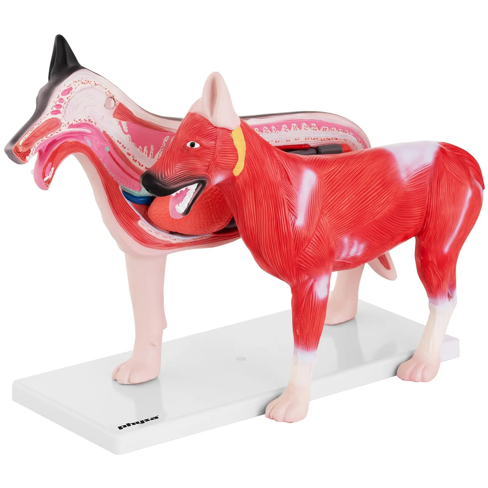 Pies - model anatomiczny