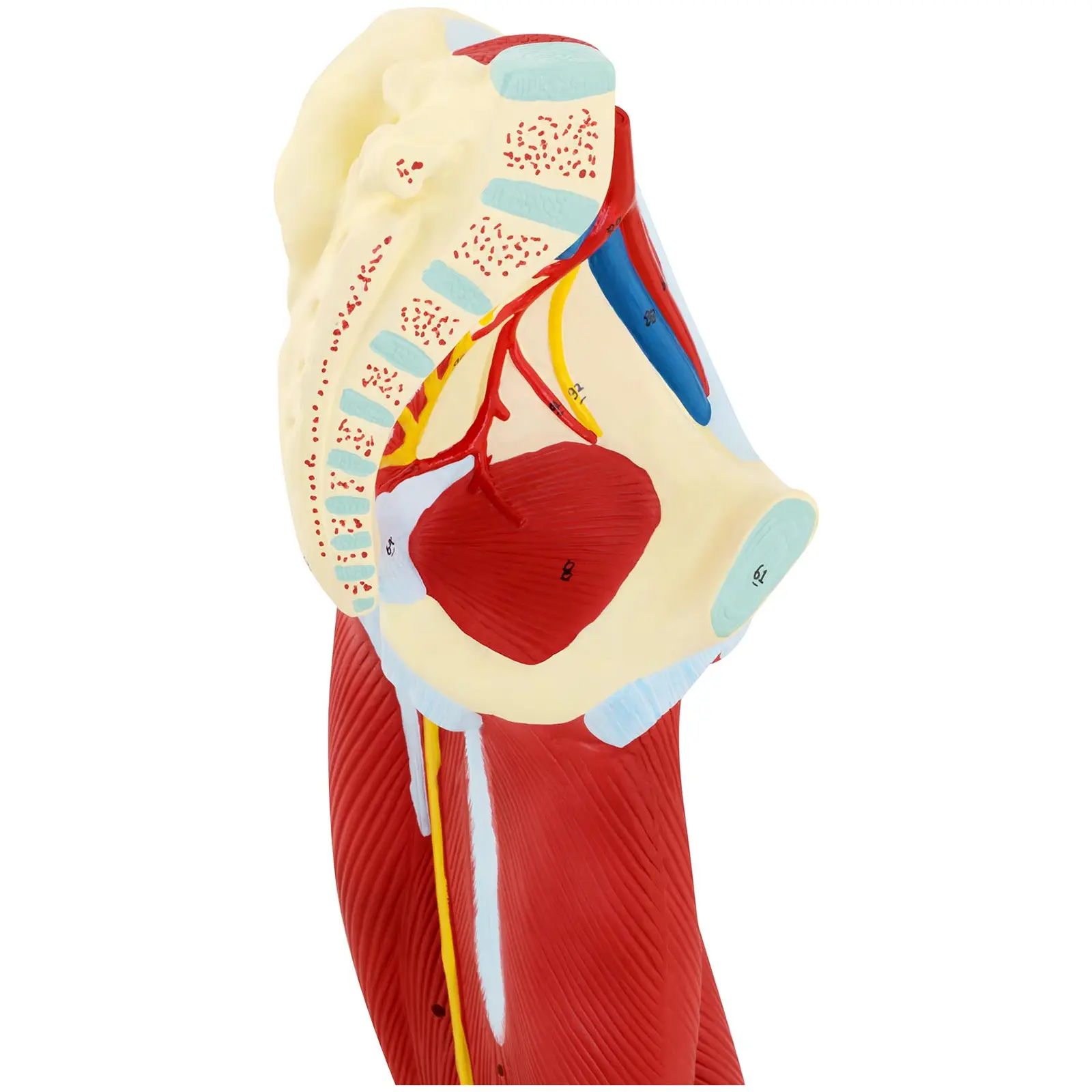 Noga - model anatomiczny