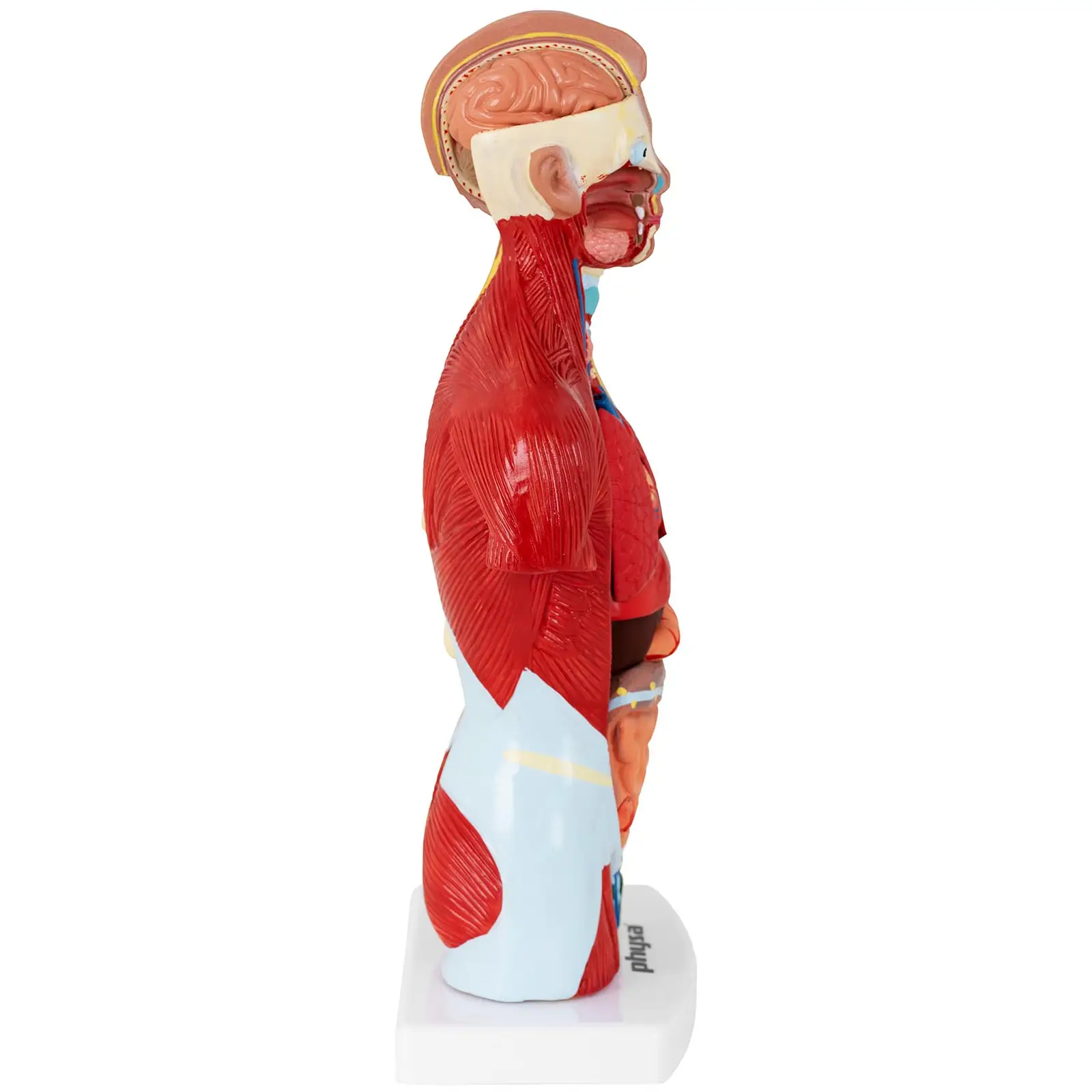 Tułów człowieka - model anatomiczny