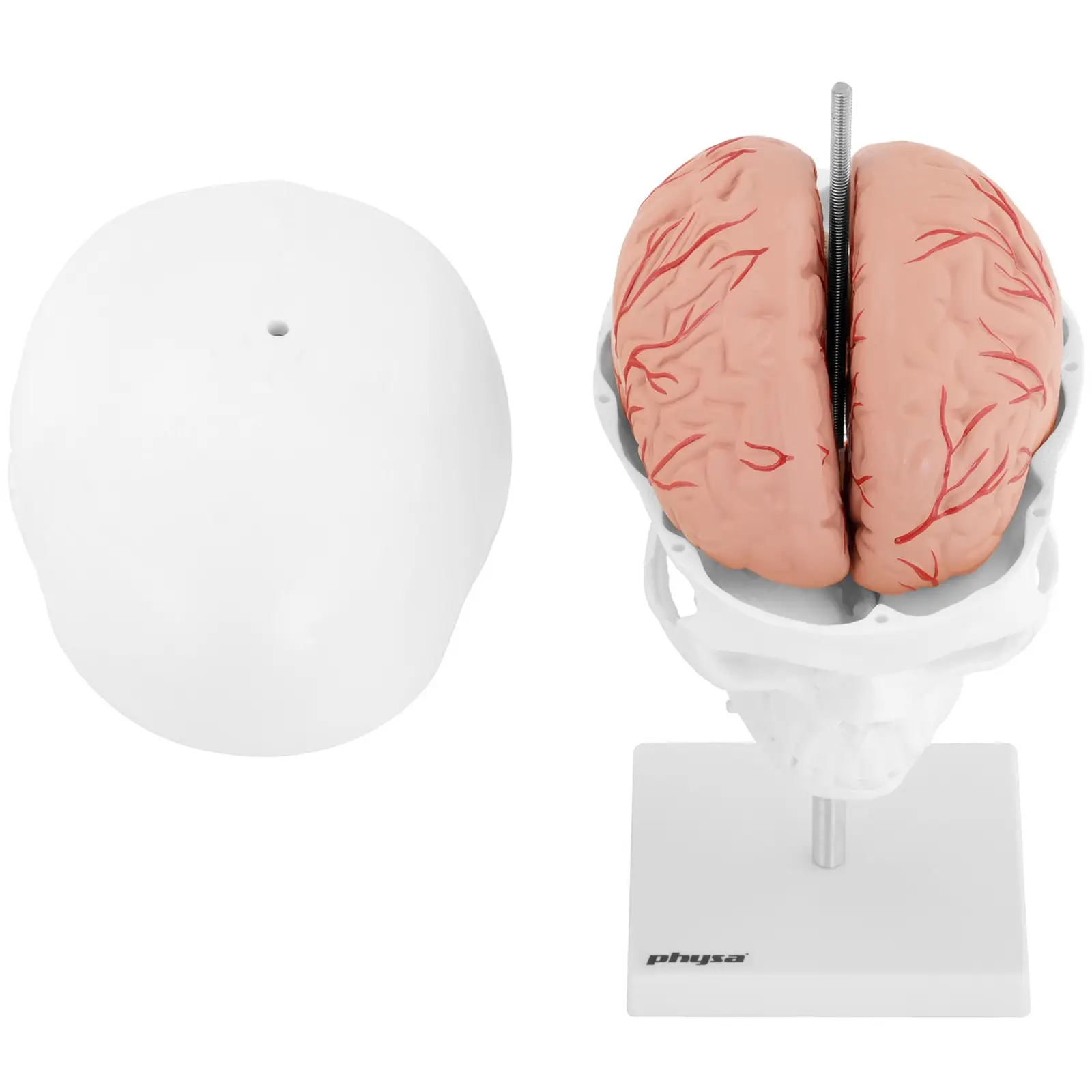 Czaszka człowieka - mózg - model anatomiczny