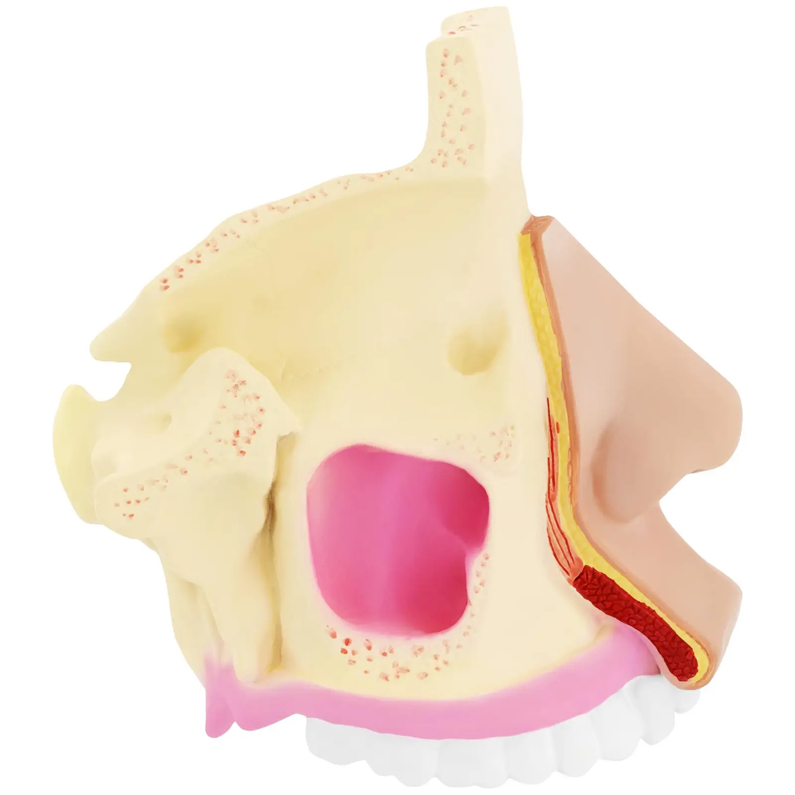 Jama nosowa - model anatomiczny