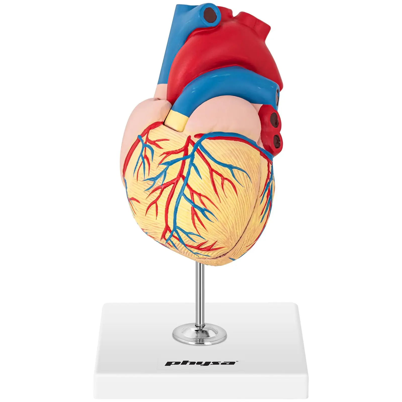 Serce - model anatomiczny
