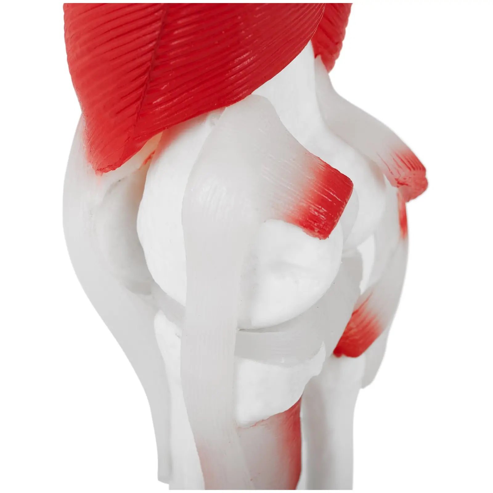 Staw kolanowy - model anatomiczny