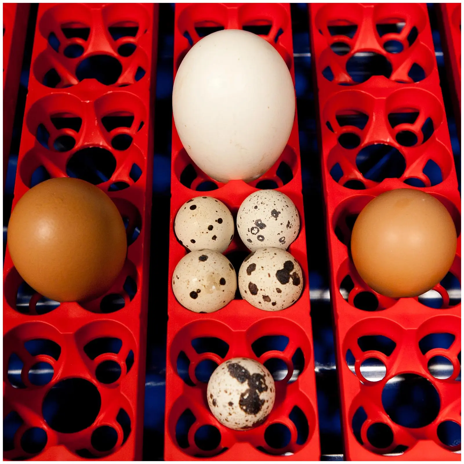 Inkubator do jaj - 24 jaja - dozownik wody - półautomatyczny