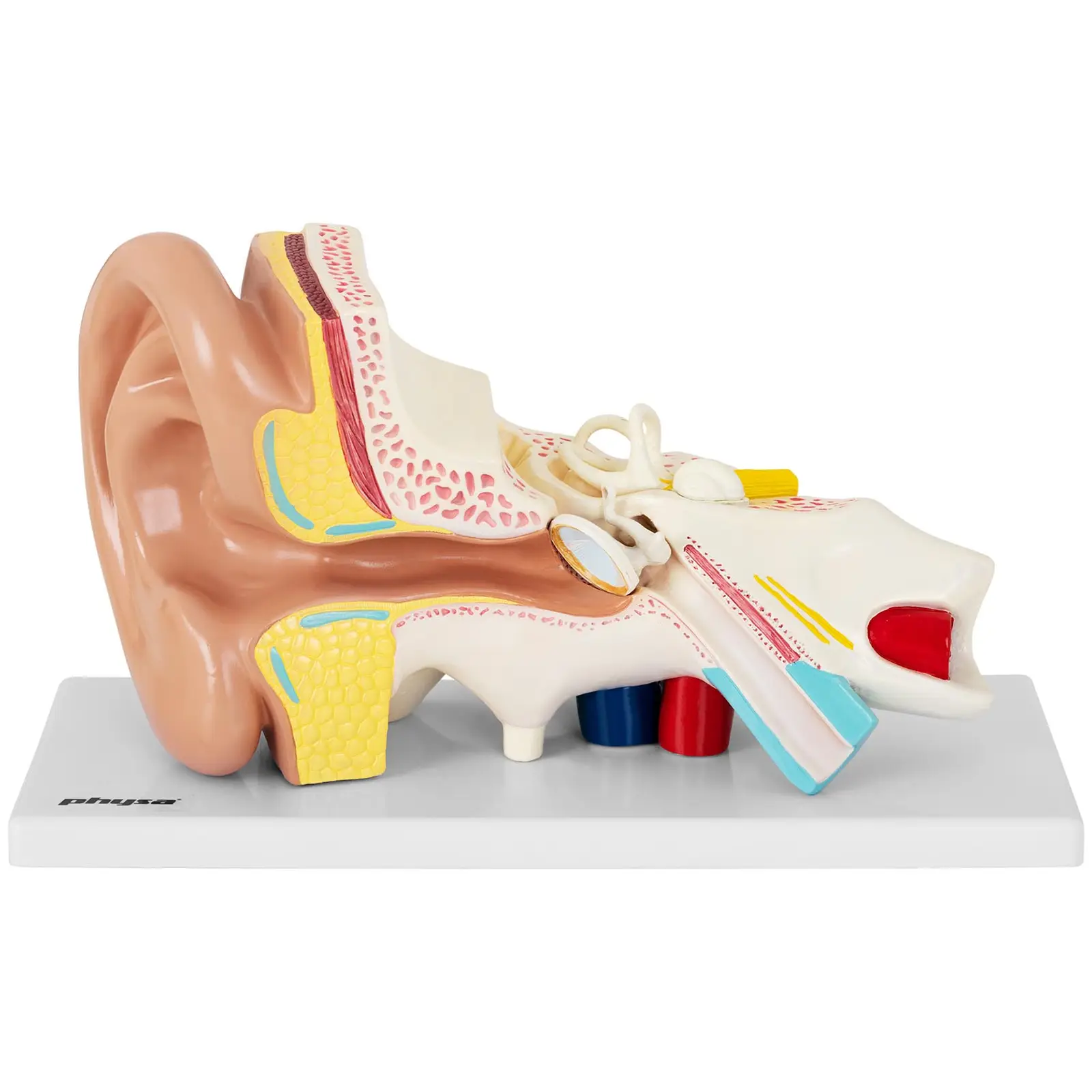 Ucho - model anatomiczny