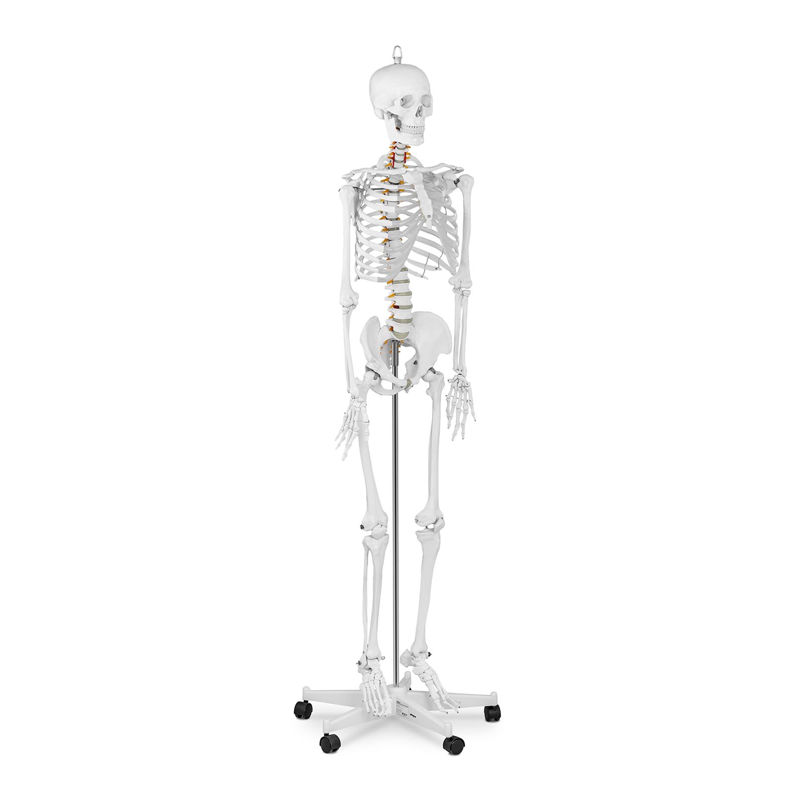 Model szkieletu - naturalnej wielkości